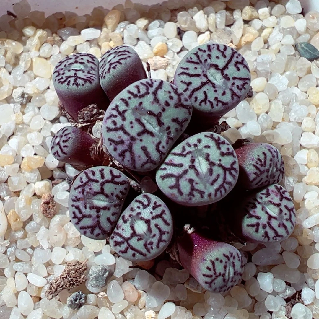 1112-503多肉多肉墨