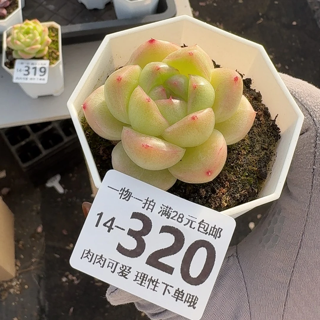 M100无盆土发货无