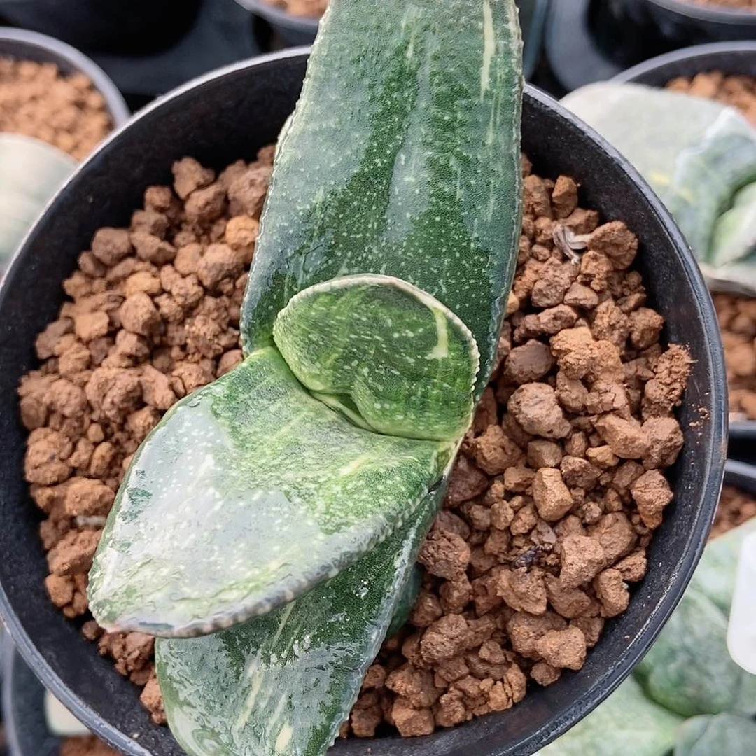 1023卧牛实生锦带盆发货