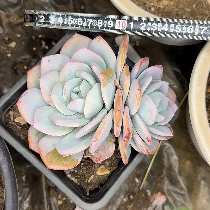 奶茶261 多肉植物一物一拍