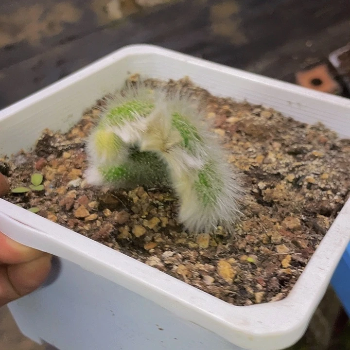 白毛九尾哦哦哦哦哦哦哦