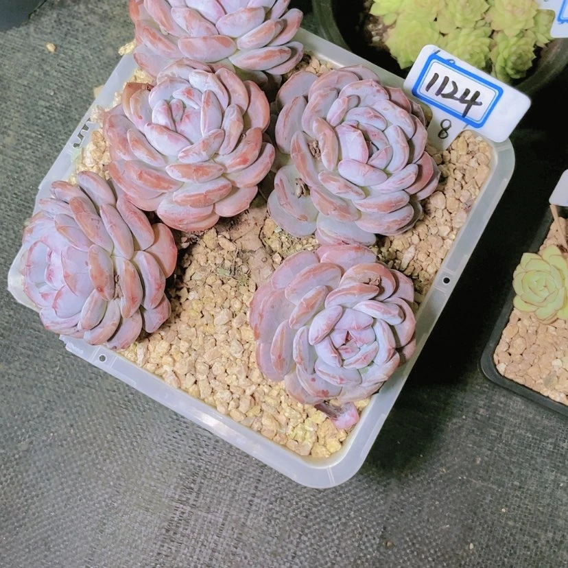 【闪购商品】如****见1124