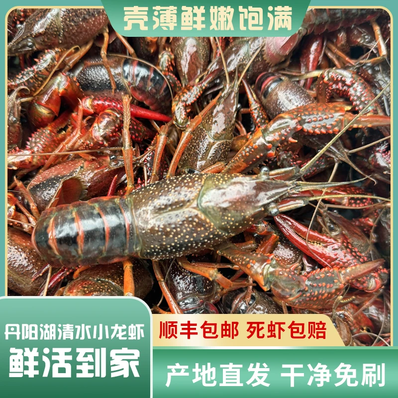 安徽马鞍山丹阳湖清水小龙虾/3斤装现捕现发鲜活干净免刷