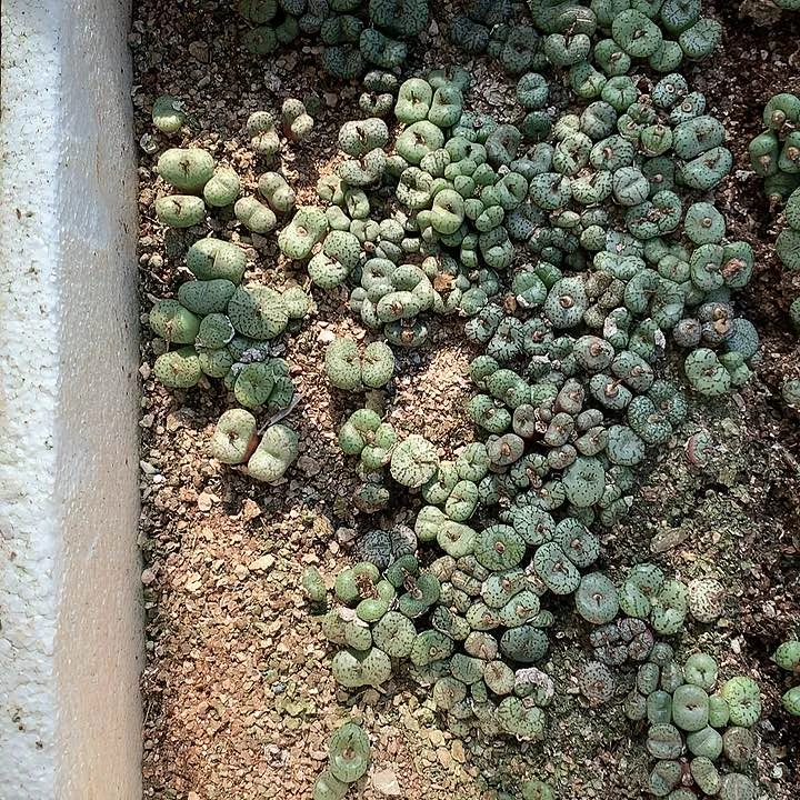 安珍非常非常好看