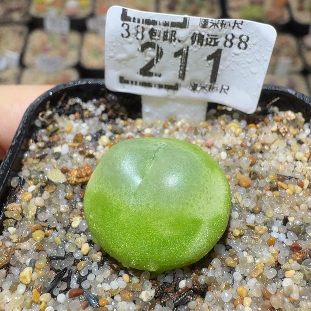 Sssss绝绝绝子生石花211
