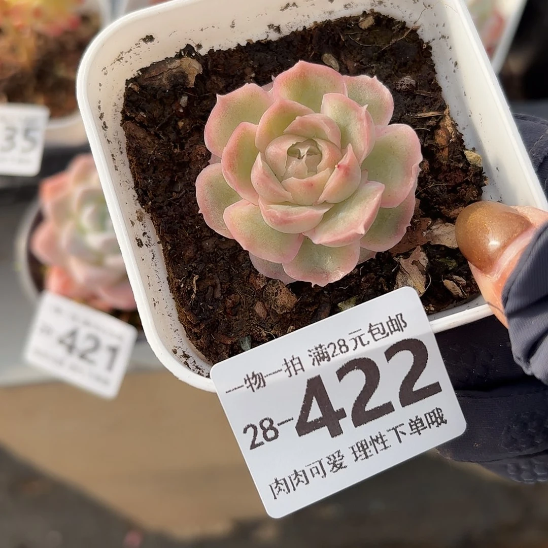 水晶虾饺无盆土发货无盆