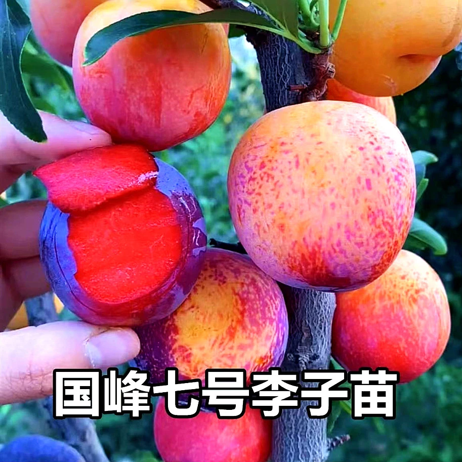 【李子树苗】西梅蜂糖李子树苗果树苗基地嫁接南北方晚熟品种李子苗