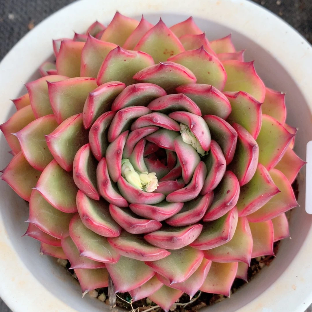 8875杂交多肉植物基地