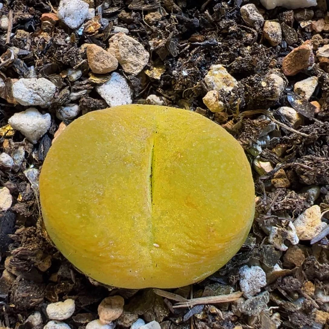 69多肉植物百科植物
