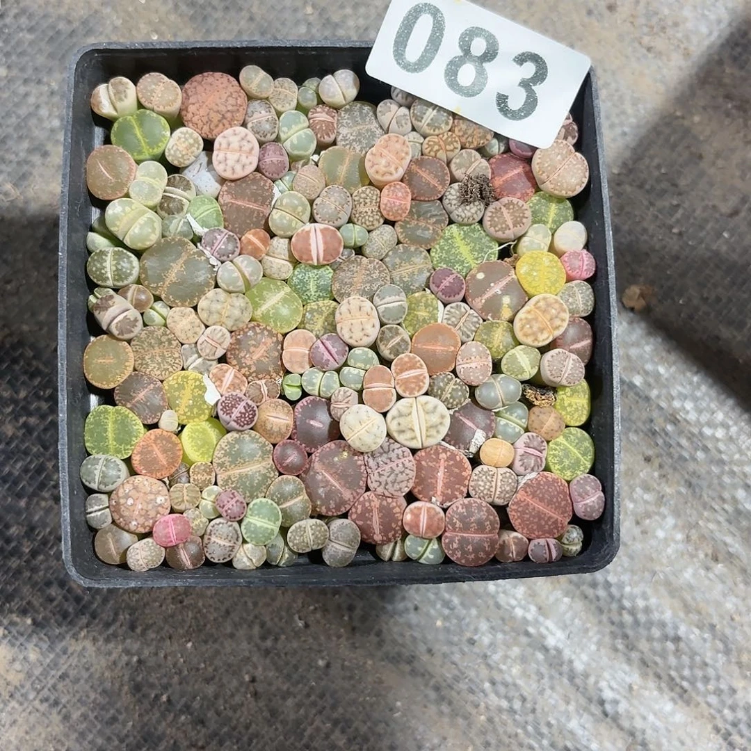 x***新生石花一物一拍083
