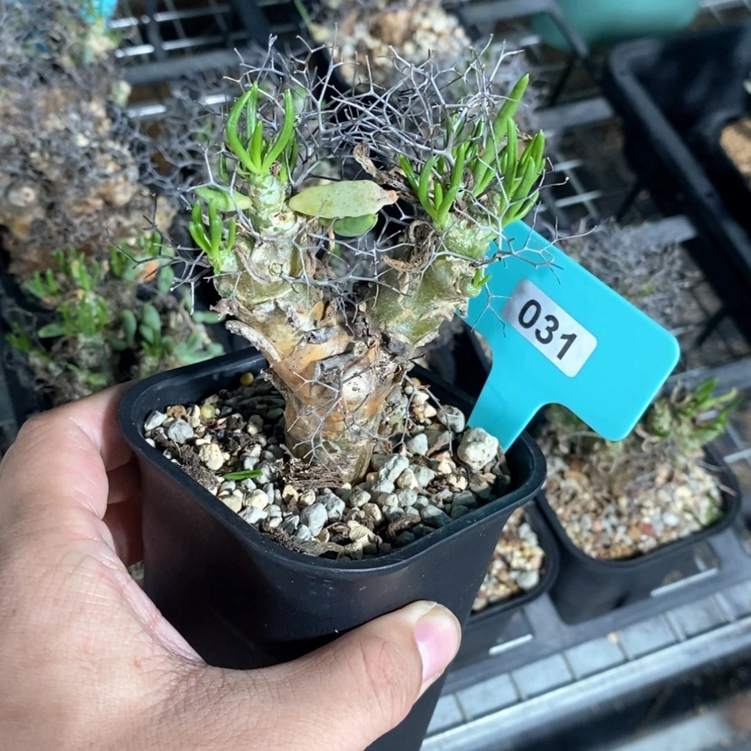 钢丝万物想产地多肉植物
