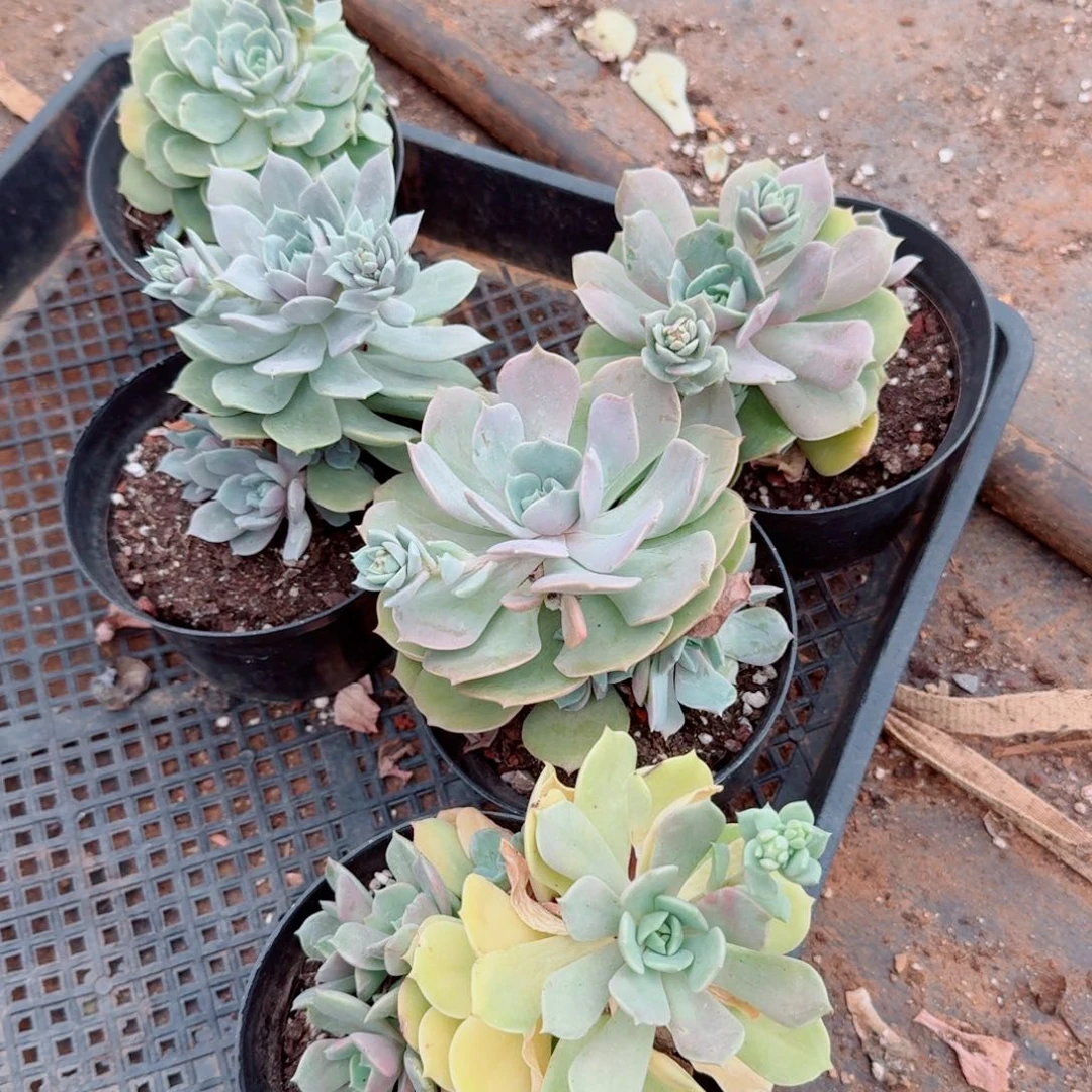 8-36露娜杂交带桩子五颗量拍8-36