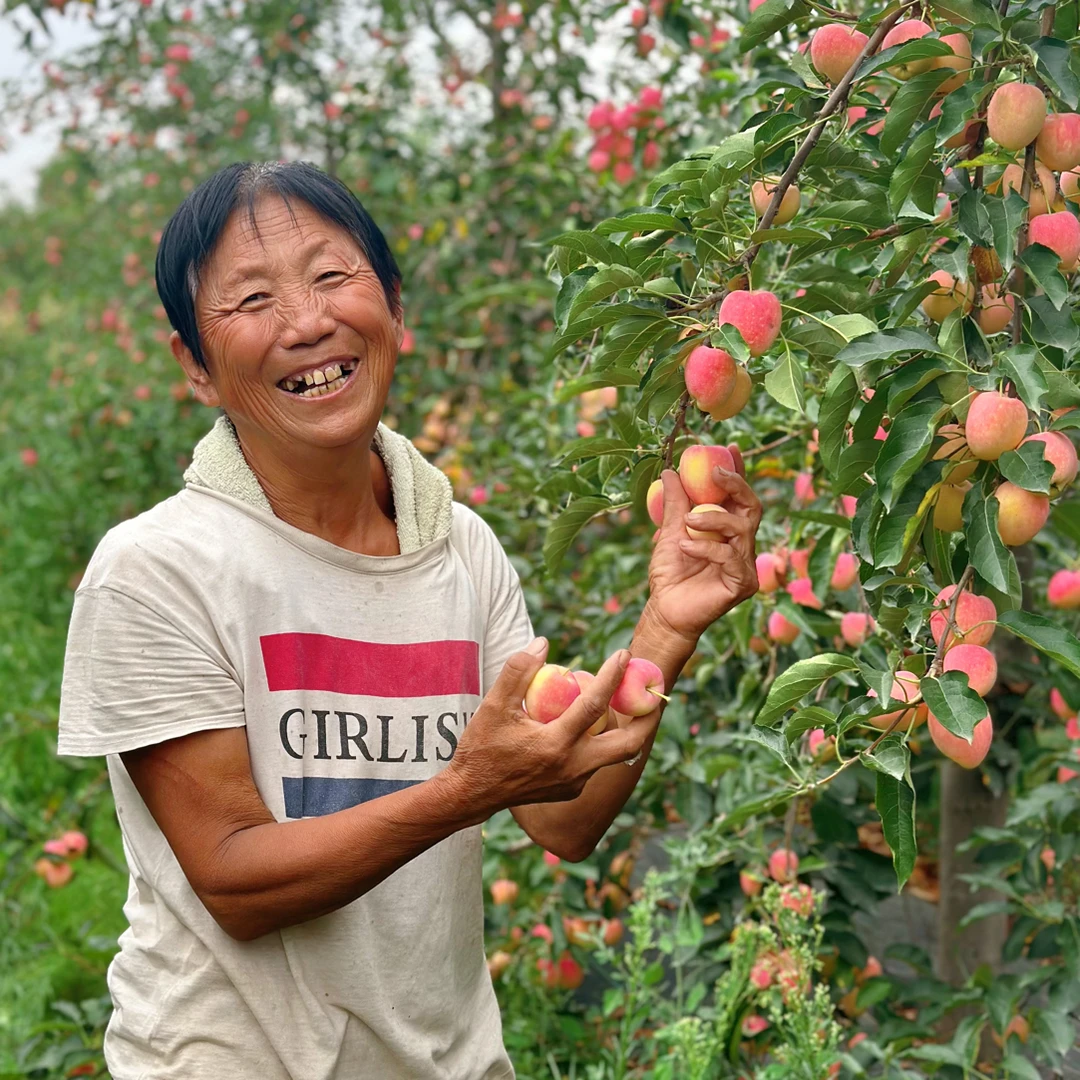 山西鸡心果|绿色种植 产地直销营养健康,孕妇宝宝放心吃!