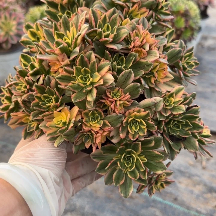 甜茶两单包邮。