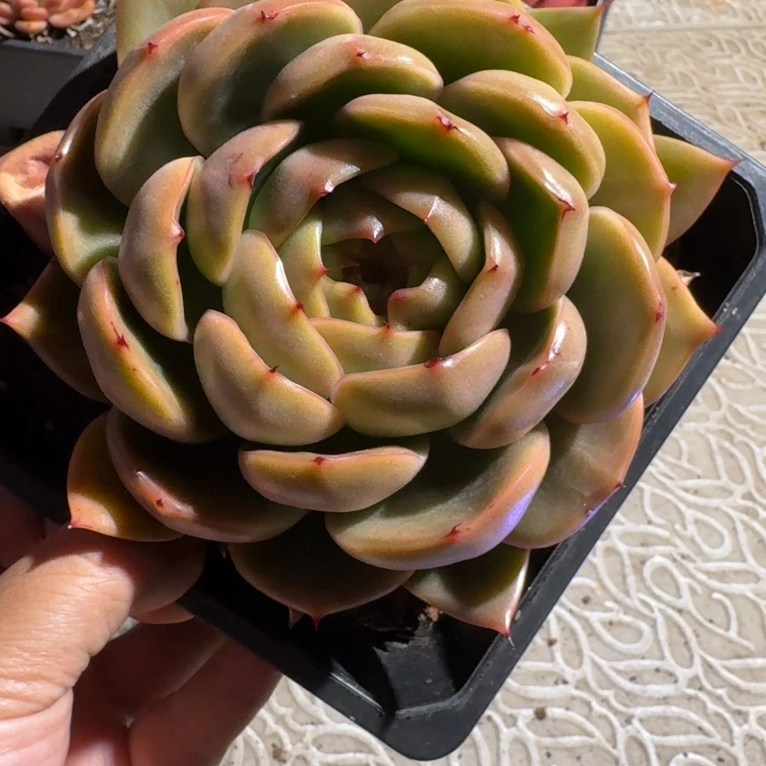 蓝水鬼多肉（38包邮偏远地区128包邮