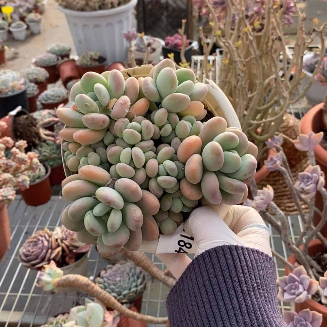 静***18464貂蝉多头一物一拍