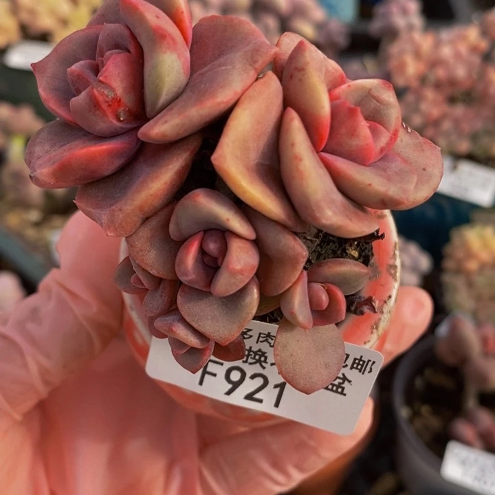 彩虹糖5cm921多肉植物