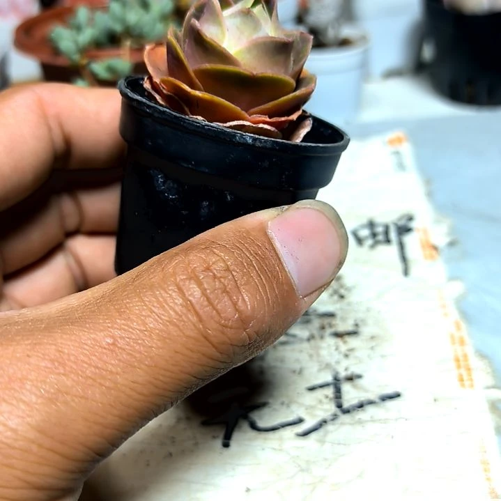 满9元包邮，，杂交稀有玫瑰