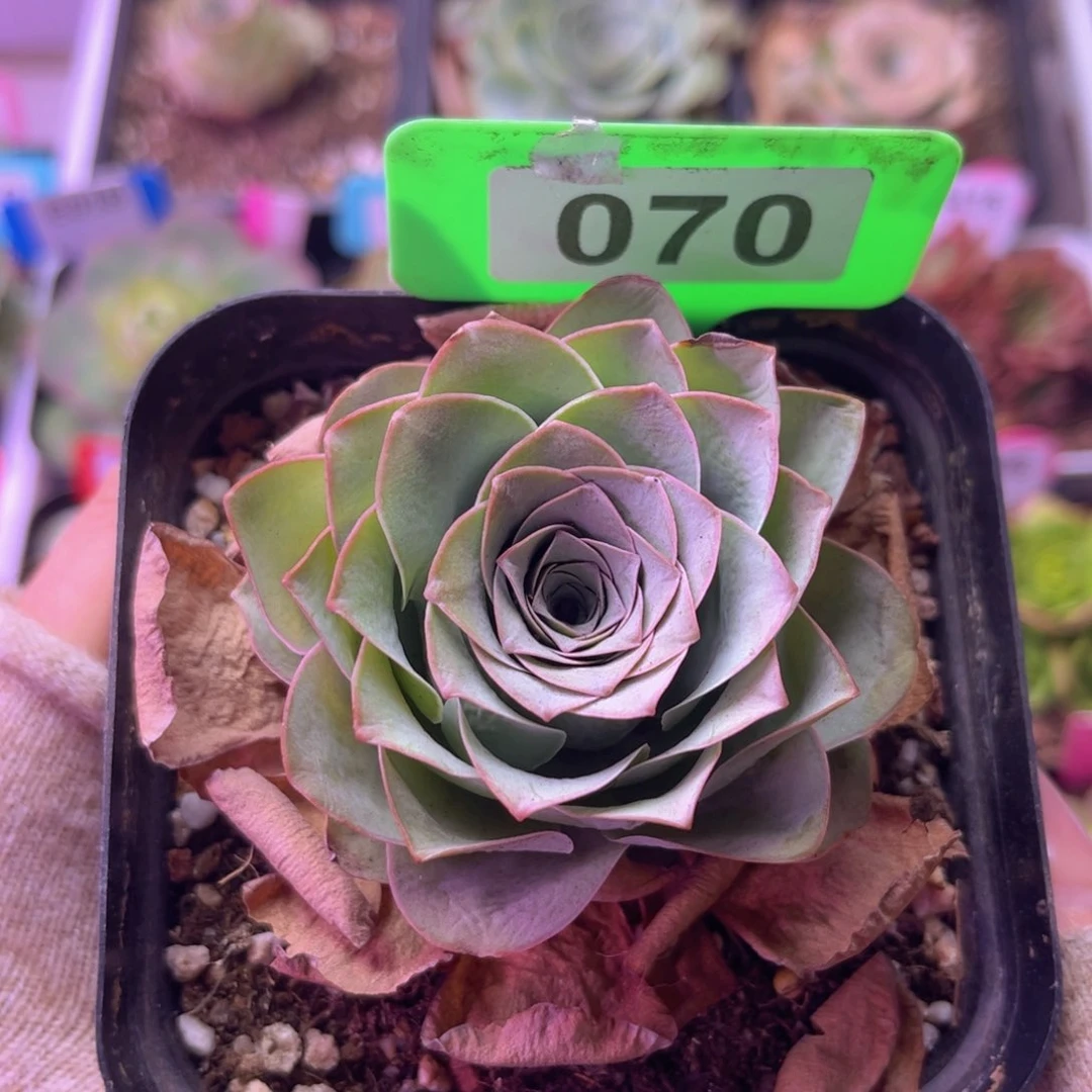 兰****鞭雪霁玫瑰一物一拍070 下播福利