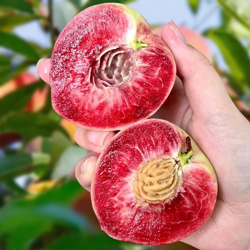 正宗湖北血桃爱心新鲜水果雪桃当季现摘脆桃孕妇红心桃子非水蜜桃