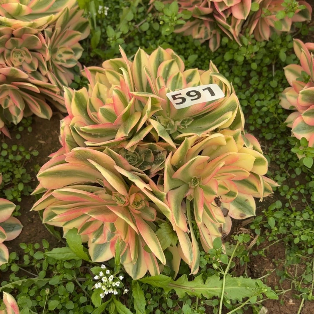 591粉女巫多肉不包损