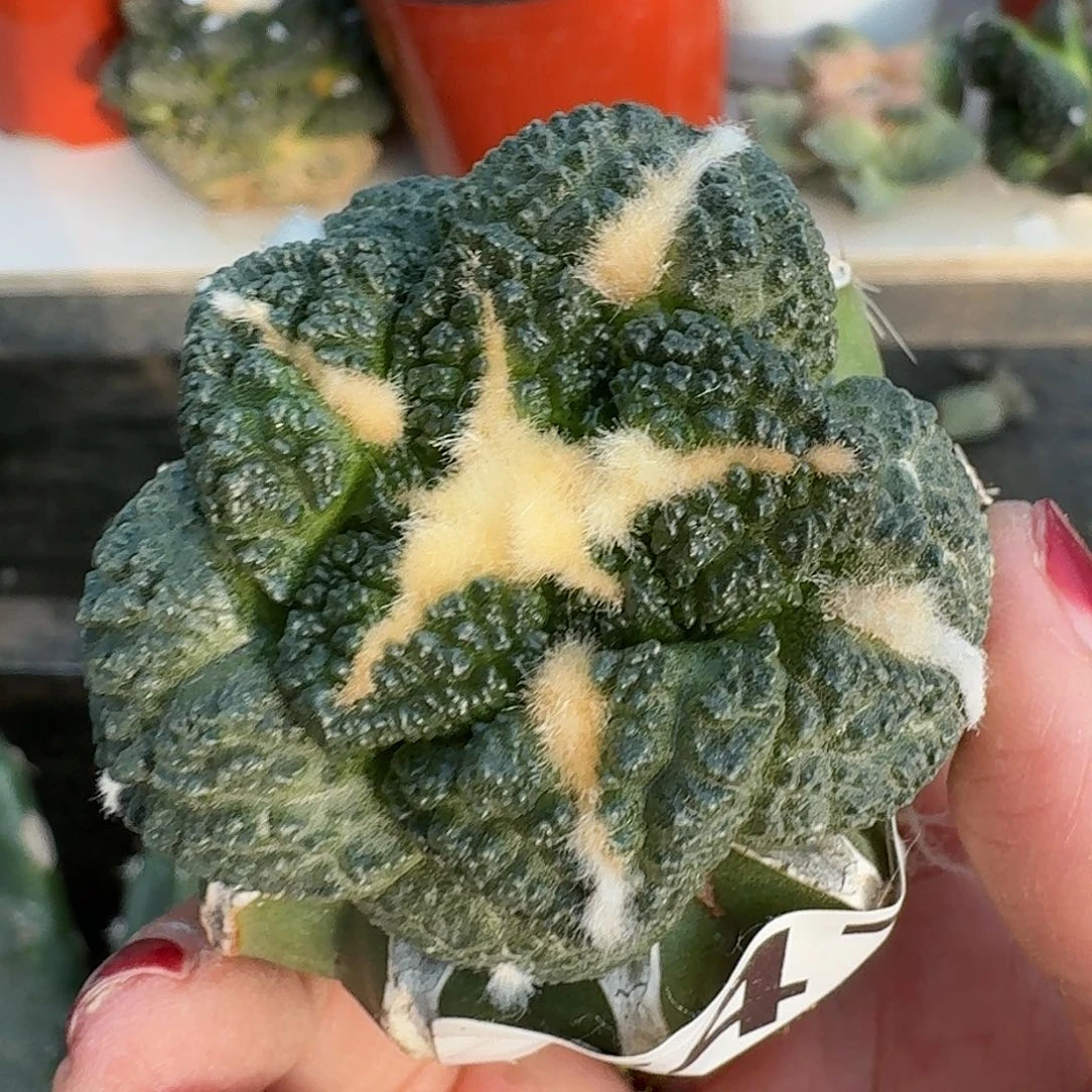 全部花朵龟甲连山347