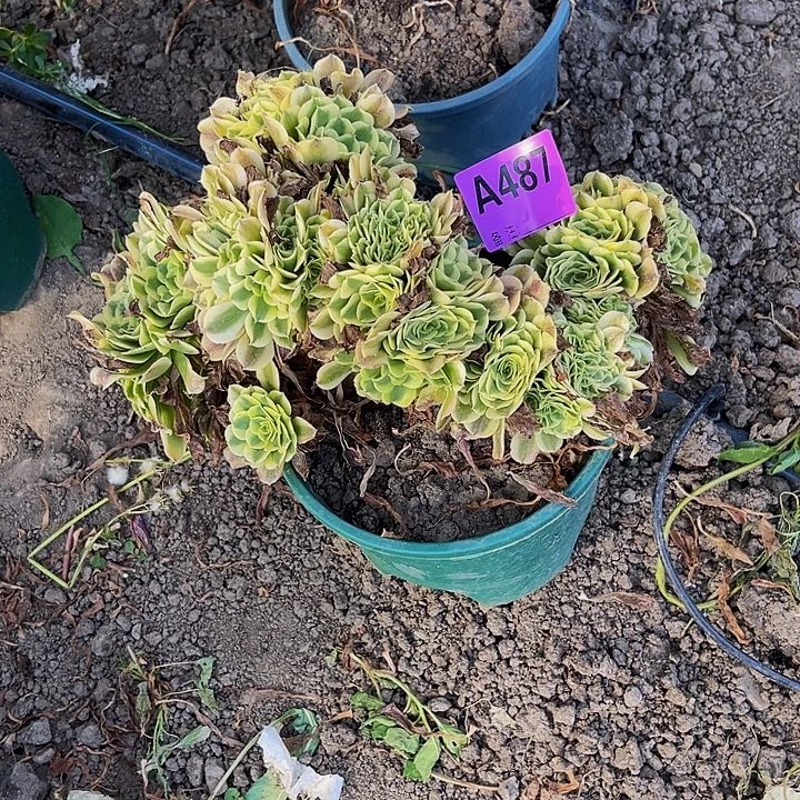 绿豆沙法师28—32包邮