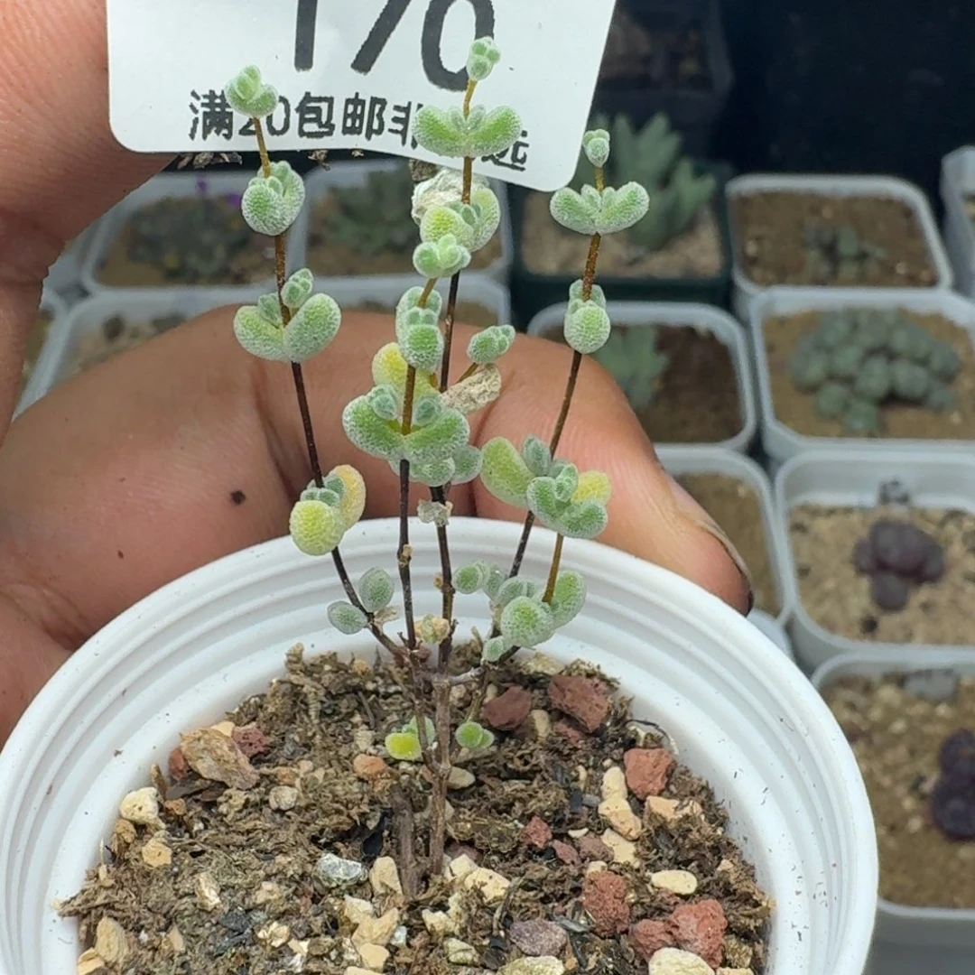 莱斯带盆土。