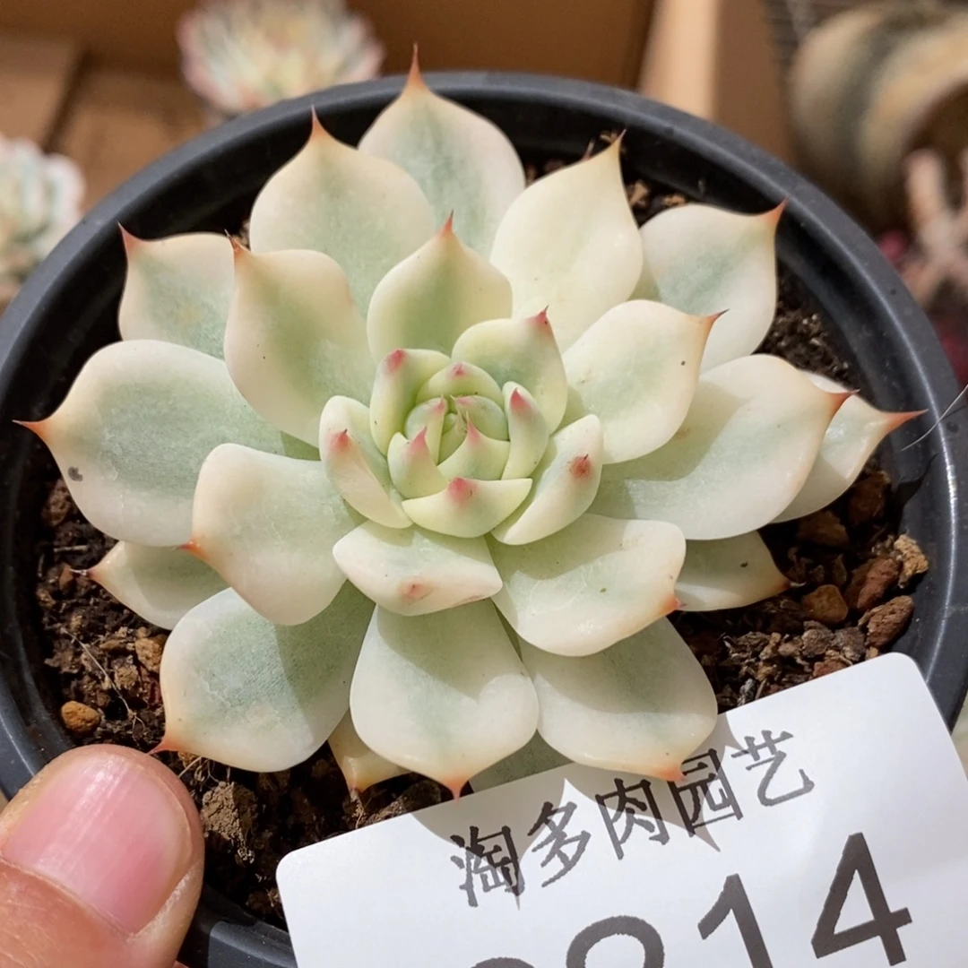 吉娃娃多肉植物9214