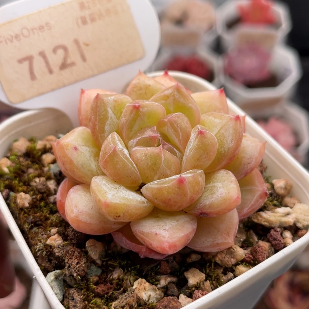 钻石珍妮7121-5.0厘米