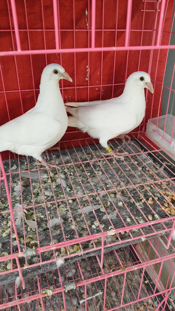 鸽子鸽子窝鸽子笼