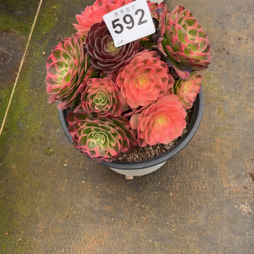 冰****无花朵592多肉法师  海王