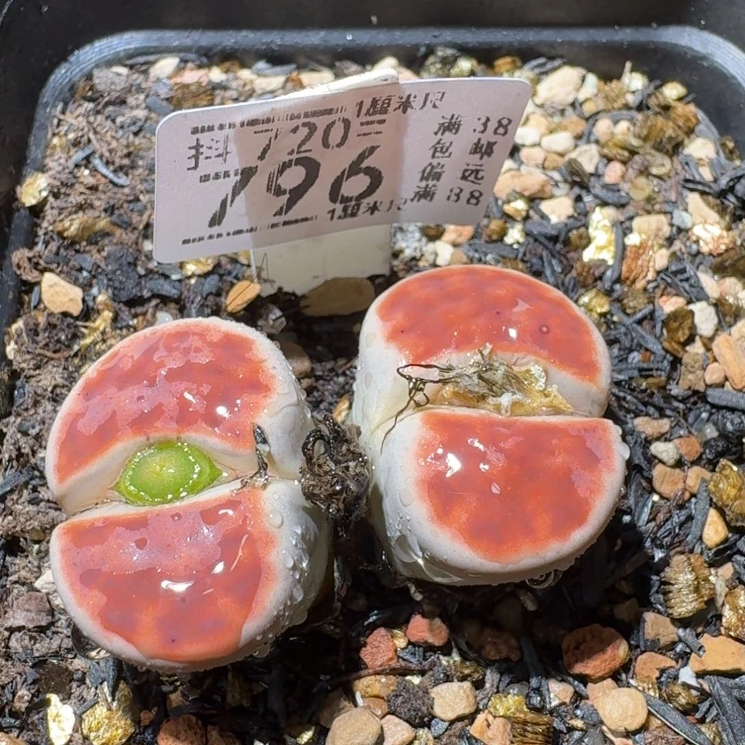 Sss精品便宜出796