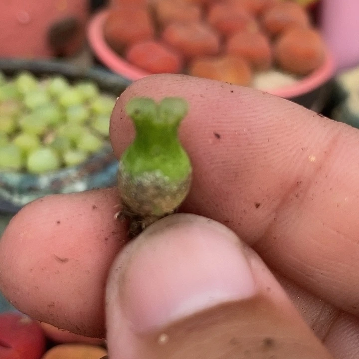 7506小葫芦一颗