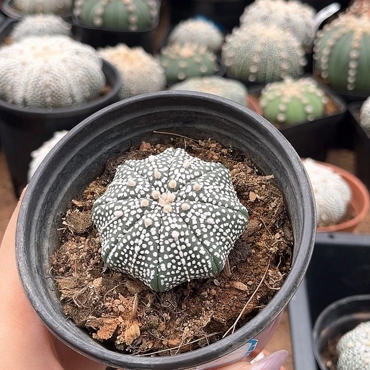 4.2 cm奇迹一物一拍