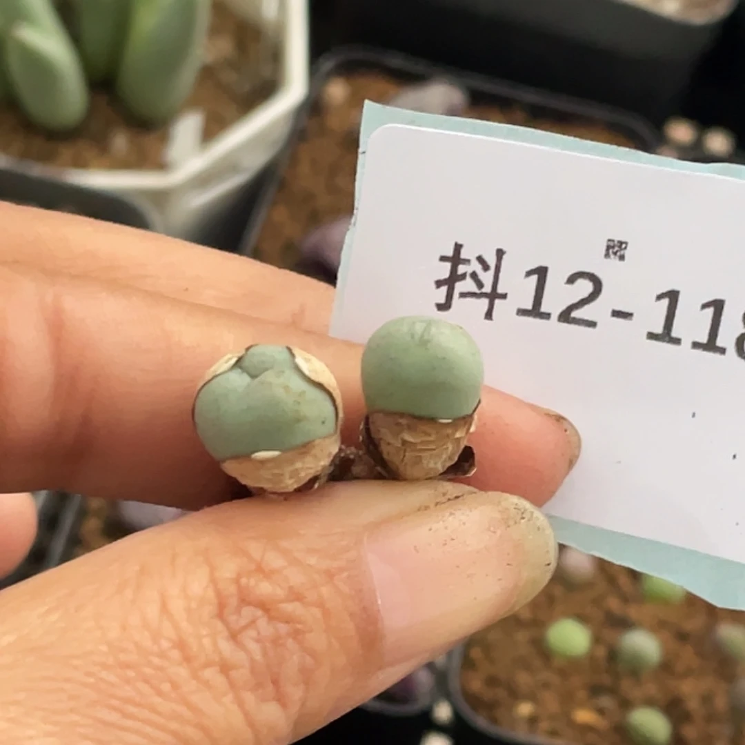 水***冻12-118肉锥多肉植物