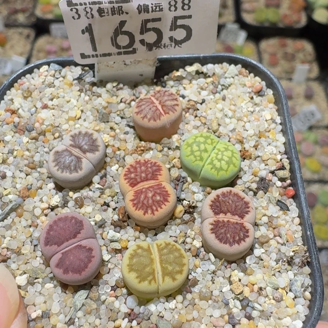 Ssss精品生石花1655