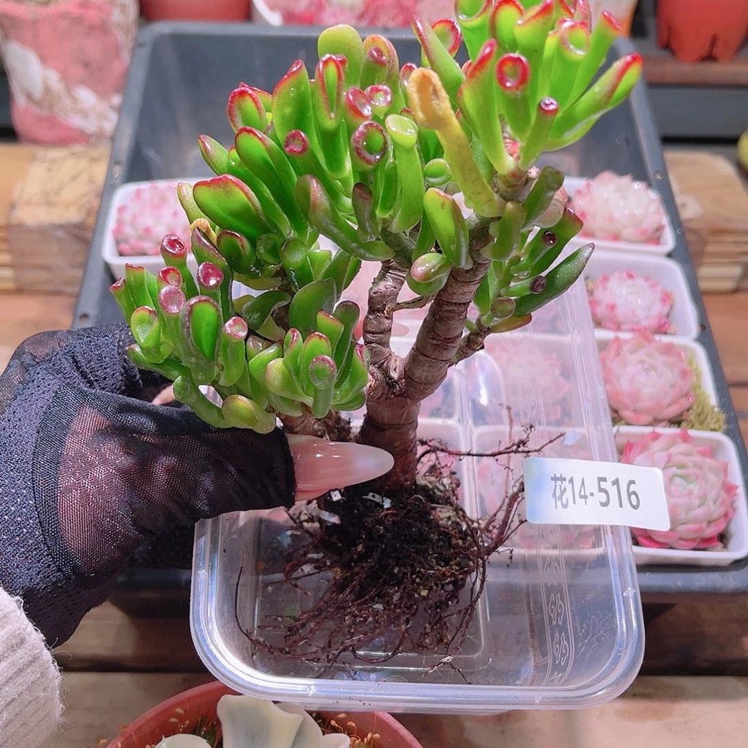 花利美14-516吸财树