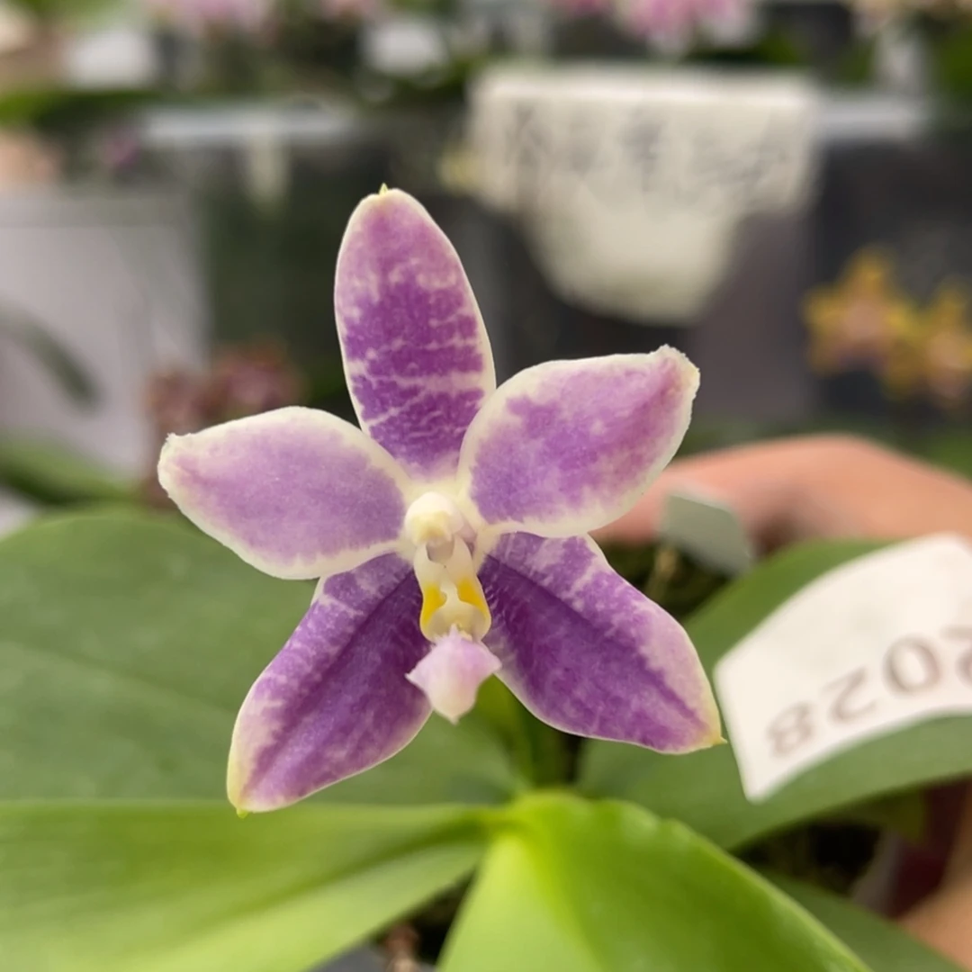 完全开放2028 2.8寸3661一物一拍