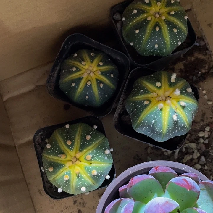 星兜锦带盆土发货