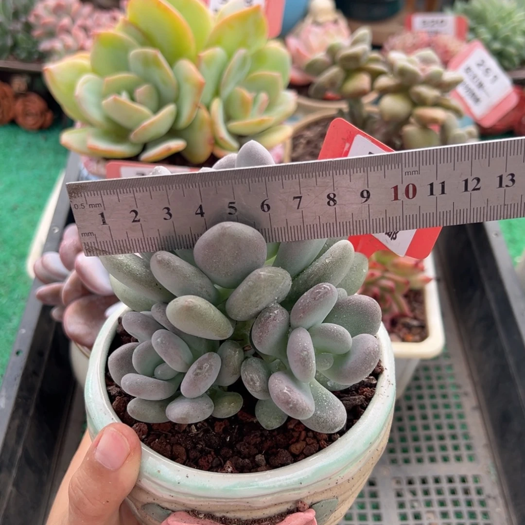 表妹精品多肉植物380.