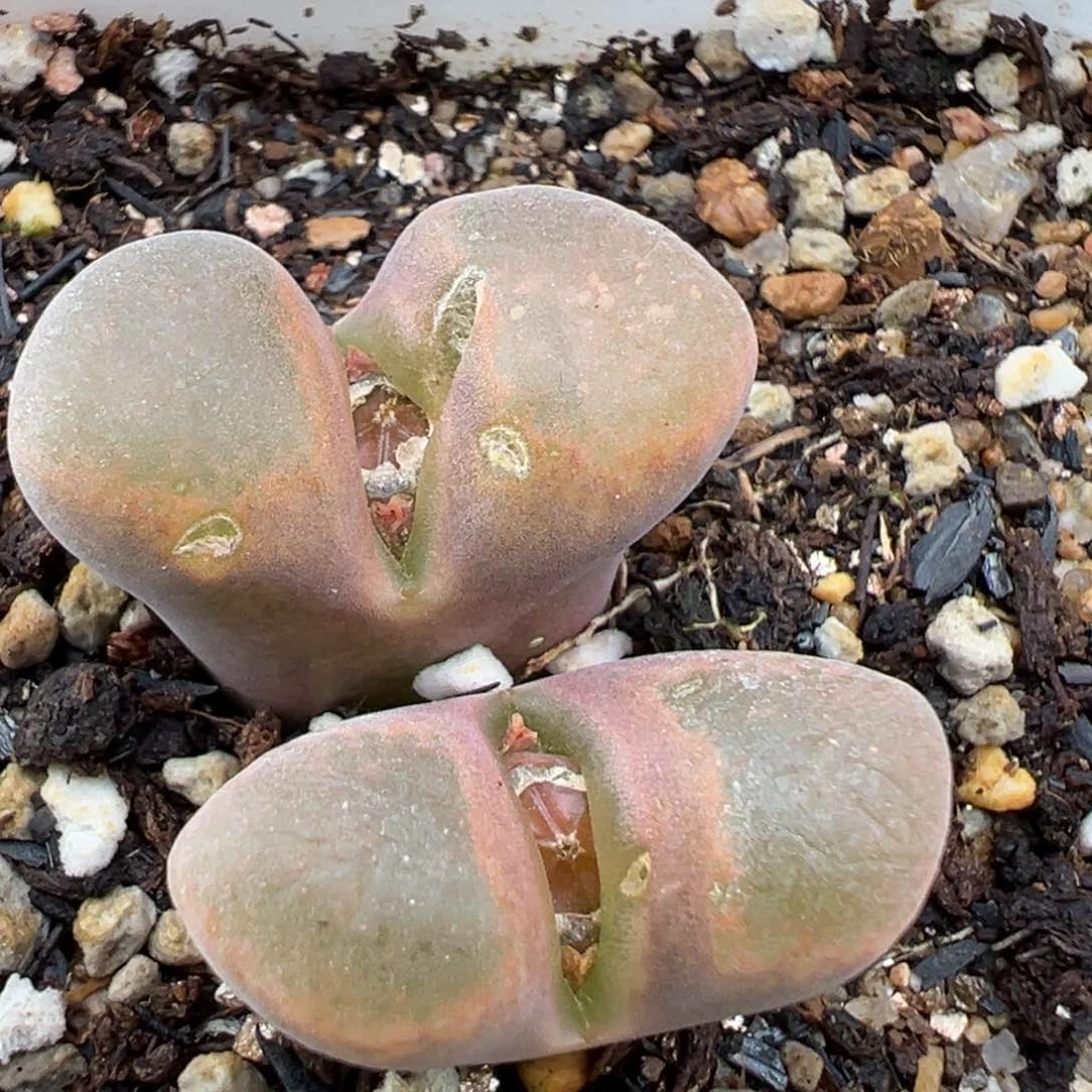 2.14好看的多肉440