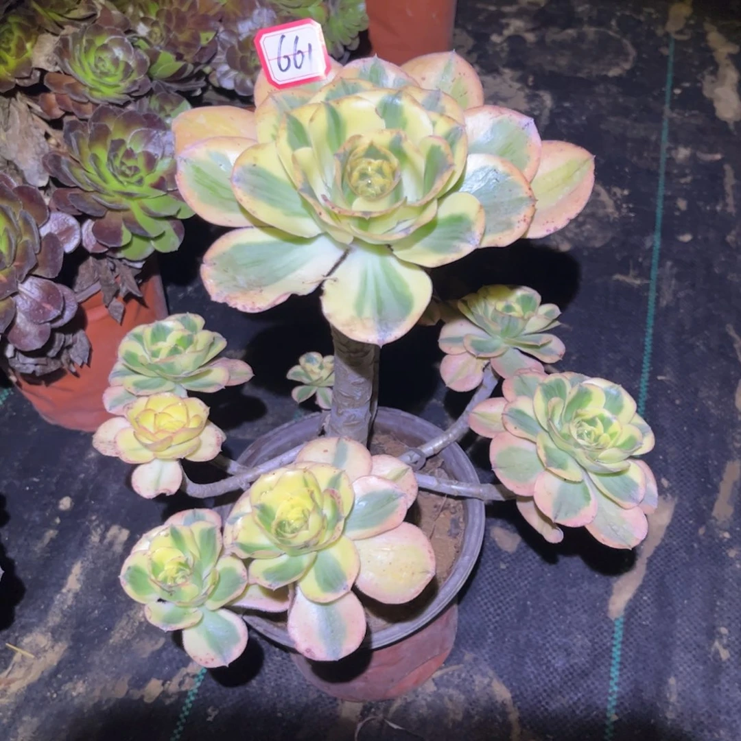 661多肉植物燕姿锦