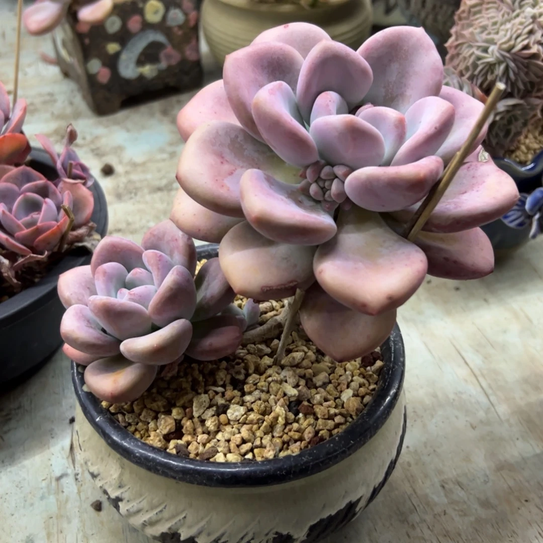 奥普18 零零多肉植物