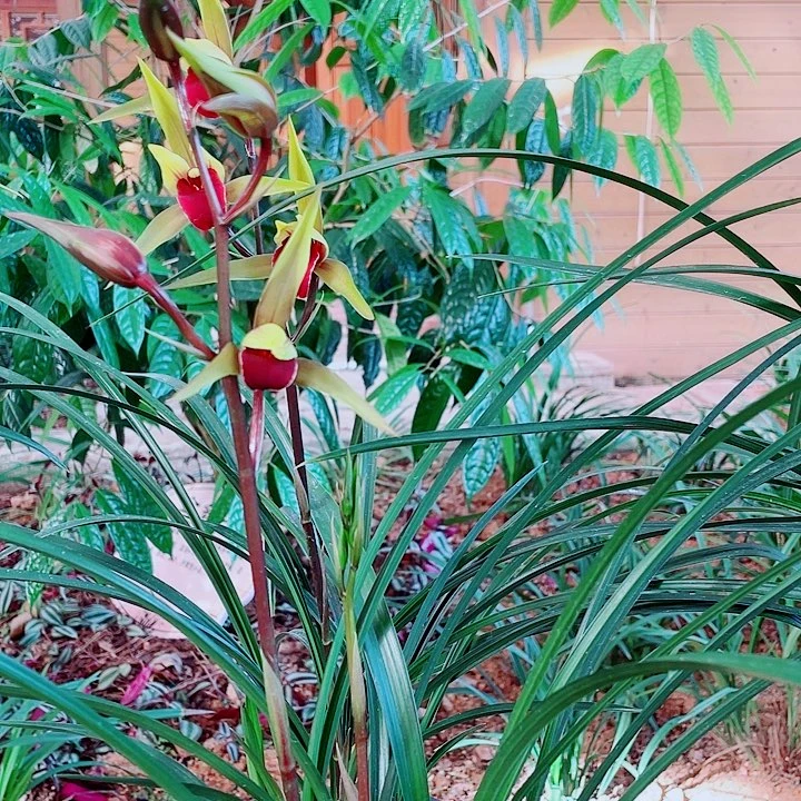 打***宇无花朵一物一漂亮开花