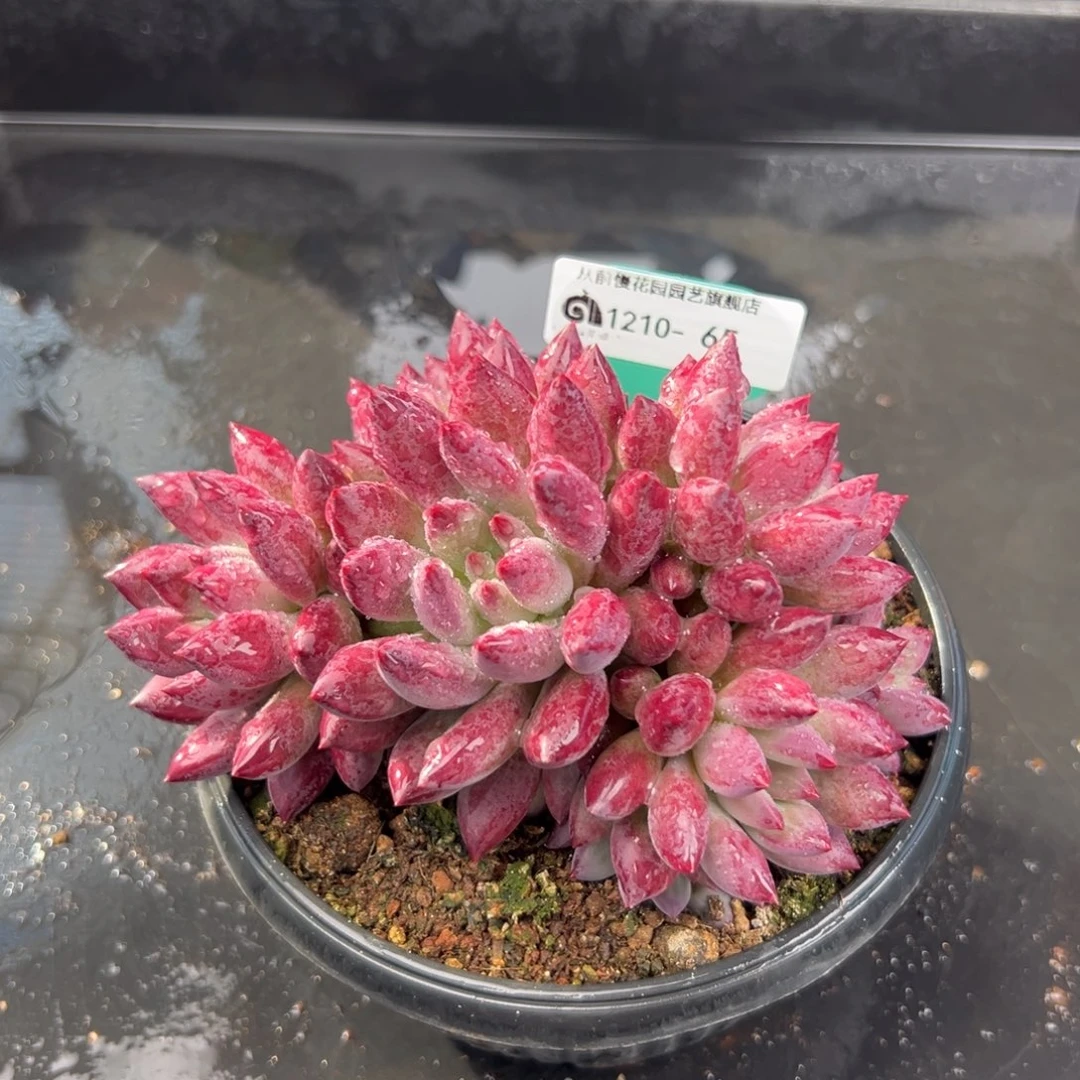 从前慢花园多肉编号1210-65
