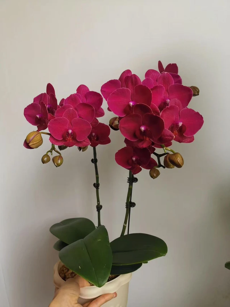 【带花苞2花剑蒙特勒】蝴蝶兰 浓香型原生种 适合新手 梗苗不带花