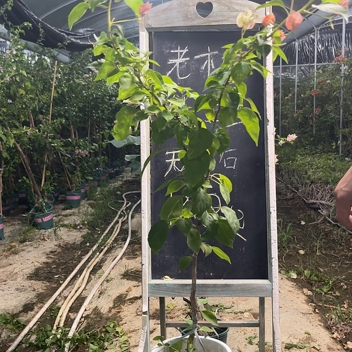 无花朵三角梅三角梅14