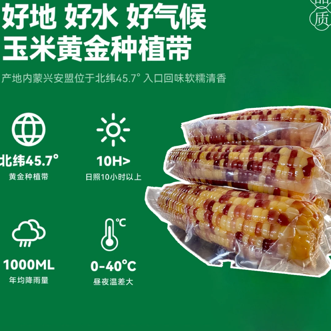 产地直发花甜糯玉米大于等于2200克净重【8-10根】