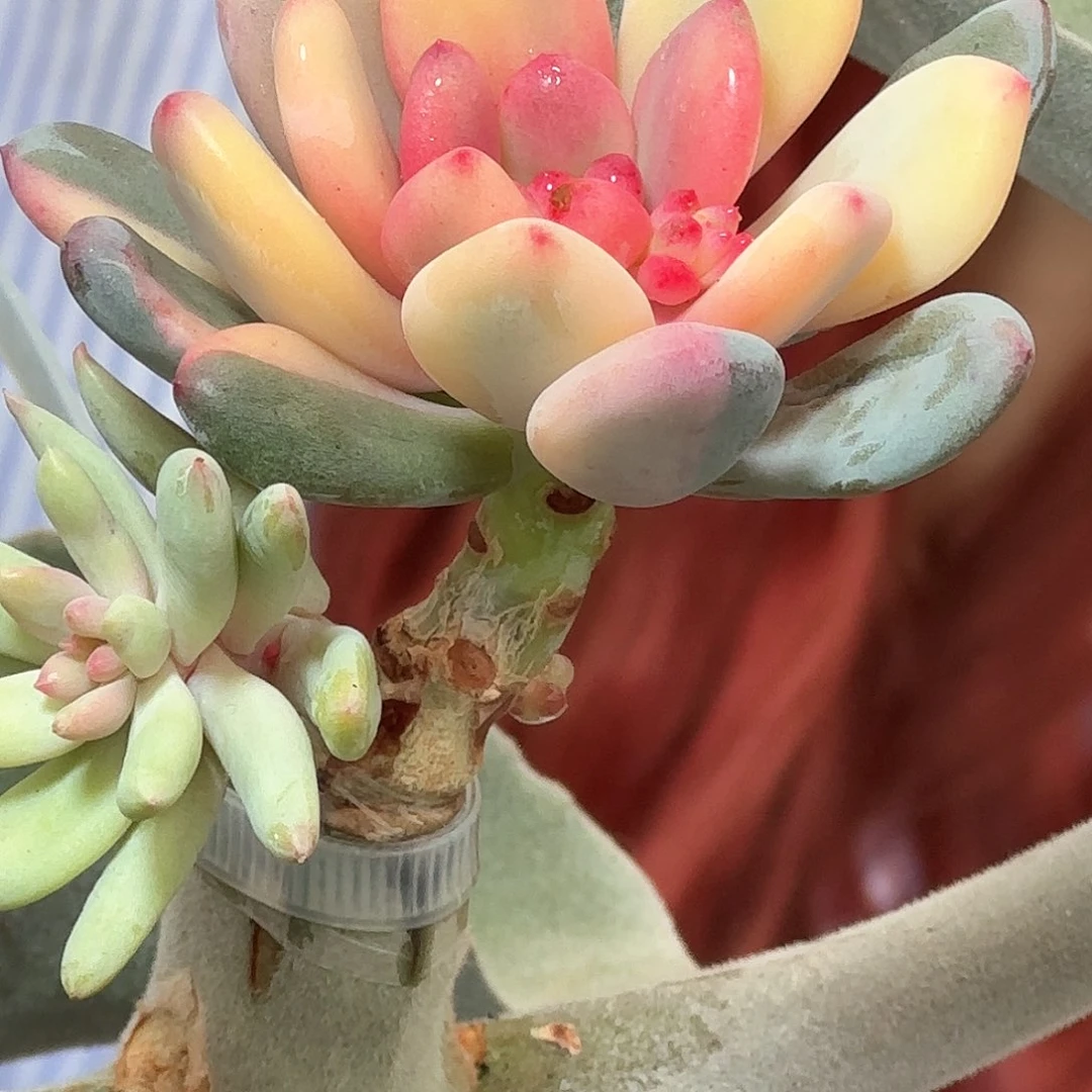 香香雪锦，多肉植物